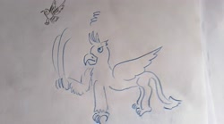 Size: 4032x2240 | Tagged: safe, artist:horsesplease, derpibooru import, gallus, bird, doodle, magpie, scratching, traditional art, upset