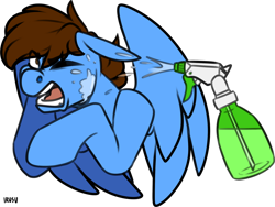 Size: 1032x774 | Tagged: safe, artist:lrusu, derpibooru import, oc, oc only, oc:pegasusgamer, pegasus, pony, annoyed, bust, eye clipping through hair, one eye closed, open mouth, simple background, solo, spray bottle, transparent background, water, wings