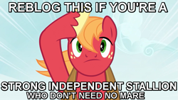 Size: 947x533 | Tagged: safe, big macintosh, earth pony, pony, image macro, male, reversed gender roles equestria, reversed gender roles equestria general, role reversal, solo, stallion, stallionism