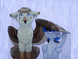 Size: 1920x1440 | Tagged: safe, artist:redslipp, oc, oc:bolton, oc:kezzie, griffon, pegasus, glasses, rain, shipping, size difference, wing umbrella