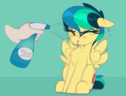 Size: 1069x820 | Tagged: safe, artist:shinodage, oc, oc only, oc:apogee, human, pegasus, pony, apogee getting sprayed, bad pony, behaving like a bird, chest fluff, cute, diageetes, disembodied hand, eyes closed, female, filly, floppy ears, fluffy, freckles, hand, mare, meme origin, solo focus, spray bottle, water, wet