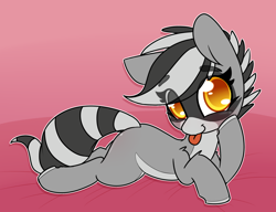 Size: 1280x985 | Tagged: safe, artist:lockheart, oc, oc only, oc:bandy cyoot, raccoon pony, blushing, colored hooves, cute, eye clipping through hair, eyebrows visible through hair, female, leg fluff, looking at you, ocbetes, pale belly, prone, solo, striped tail, tongue out