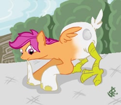 Size: 300x262 | Tagged: safe, artist:amehdaus, scootaloo, hybrid, clothes, female, mouth hold, scootachicken, socks, solo