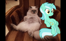 Size: 1440x900 | Tagged: safe, lyra heartstrings, cat, pony, unicorn, female, mare, meme, sitting lyra