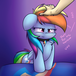 Size: 2400x2400 | Tagged: safe, artist:heavymetalbronyyeah, rainbow dash, pegasus, pony, chest fluff, collar, cute, cutie mark collar, dashabetes, dialogue, female, hand, mare, pet-dash, pony pet, unamused