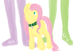 Size: 1036x744 | Tagged: safe, artist:cartoonlion, fluttershy, oc, oc:futashy, human, pegasus, pony, ask futashy, cartoonlion, collar, futa, futashy, futaverse, intersex, megasweet, one eye closed, pet tag, simple background, white background, wink