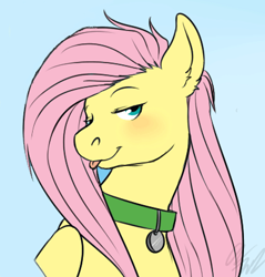 Size: 402x420 | Tagged: safe, artist:cartoonlion, fluttershy, oc, oc:futashy, pegasus, pony, ask futashy, blue background, collar, futa, futashy, futaverse, intersex, reaction image, simple background, solo, tongue out, u mad