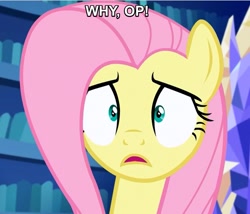 Size: 1079x922 | Tagged: safe, fluttershy, pegasus, pony, scare master, image macro, meme, solo, why op why