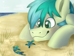 Size: 3200x2400 | Tagged: safe, artist:spindlespice, sandbar, earth pony, pony, turtle, school daze, baby turtle, beach, cute, ear fluff, sandabetes, shore, solo