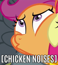 Size: 425x478 | Tagged: safe, edit, edited screencap, screencap, scootaloo, chicken, the fault in our cutie marks, caption, cropped, image macro, meme, reaction image, scootachicken, text