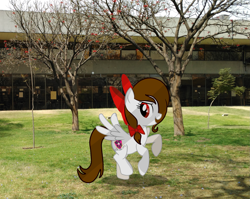 Size: 2521x2005 | Tagged: safe, artist:rsa.fim, oc, oc only, oc:whisper hope, pegasus, pony, backyard, bow, instituto politécnico nacional, ipn, irl, mexican, mexico, photo, ponies in real life, school, solo, tree, unitárium, upiicsa