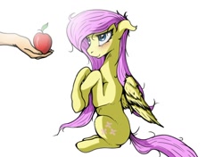 Size: 960x677 | Tagged: safe, artist:tincantim, fluttershy, human, apple, blushing, cute, disembodied hand, food, hand, hooves to the chest, looking at something, looking up, shyabetes, simple background, sitting, solo, white background