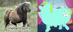 Size: 703x314 | Tagged: safe, whoa nelly, pony, canterlot boutique, comparison, cute, fat, incidental pony, irl, photo, real pony, shetland pony