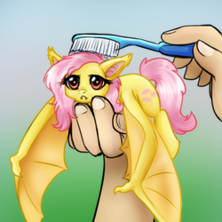 Size: 750x750 | Tagged: safe, artist:jitterbugjive, fluttershy, bat pony, human, pony, bats!, :<, brushie, brushie brushie, cute, fangs, female, flutterbat, gradient background, hand, holding a pony, mare, micro, ponified, ponified animal photo, race swap, shyabates, shyabetes, solo focus, spread wings, toothbrush, unamused, wings