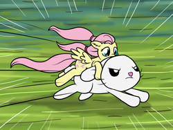 Size: 1200x900 | Tagged: safe, artist:marindashy, angel bunny, fluttershy, pegasus, pony, animal, fluttershy answers, micro, pet, riding