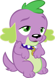 Size: 3552x4987 | Tagged: safe, artist:red4567, spike, spike the regular dog, dog, equestria girls, movie magic, spoiler:eqg specials, belly, chubby, collar, fat, fat spike, simple background, solo, transparent background, vector