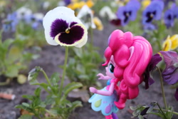 Size: 6000x4000 | Tagged: safe, artist:artofmagicpoland, pinkie pie, equestria girls, doll, equestria girls minis, eqventures of the minis, flower, looking up, micro, shocked, solo, toy