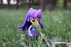 Size: 6000x4000 | Tagged: safe, artist:artofmagicpoland, twilight sparkle, twilight sparkle (alicorn), alicorn, equestria girls, doll, equestria girls minis, eqventures of the minis, flower, grass, micro, sniffing, solo, toy