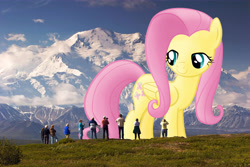 Size: 8000x5341 | Tagged: safe, artist:flutterbatismagic, fluttershy, pony, absurd resolution, alaska, bedroom eyes, denali, exploitable, female, gazing, giant ponies in real life, giant pony, giantess, has science gone too far?, irl, macro, macro/micro, mount mckinley, mountain, photo, photomanipulation, ponies in real life, smug, vector, watching, what has science done