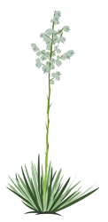 Size: 3000x6169 | Tagged: safe, artist:boneswolbach, .ai available, absurd resolution, flower, no pony, plant, resource, simple background, solo, transparent background, vector, yucca