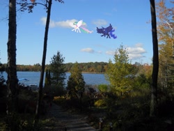 Size: 4320x3240 | Tagged: safe, artist:venom2204, princess celestia, princess luna, alicorn, pony, absurd resolution, flying, lake, ponies in real life, tree, vector