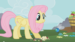 Size: 640x355 | Tagged: safe, derpibooru import, screencap, fluttershy, parasprite, pegasus, pony, hebrew, youtube caption