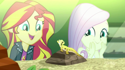 Size: 1280x720 | Tagged: safe, screencap, fluttershy, ray, sunset shimmer, gecko, lizard, eqg summertime shorts, equestria girls, pet project, adorable face, cute, happy, leopard gecko, smiling, terrarium