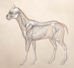 Size: 1808x1657 | Tagged: safe, artist:turnipberry, earth pony, pony, anatomy, anatomy study, bone, generic pony, realistic anatomy, realistic horse legs, ribcage, simple background, skeleton, skull, solo, tan background