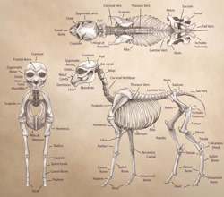 Size: 1024x901 | Tagged: safe, artist:turnipberry, earth pony, pony, anatomy, anatomy guide, anatomy study, bone, femur, headcanon, hipbone, humerus, realistic, realistic anatomy, realistic horse legs, ribcage, scapula, simple background, skeleton, skull, tan background
