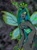 Size: 2453x3312 | Tagged: dead source, safe, artist:naomibomb, queen chrysalis, changeling, changeling queen, female, horn, humanized