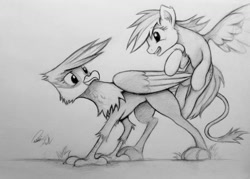 Size: 1023x731 | Tagged: safe, artist:pajaga, derpibooru import, gilda, rainbow dash, griffon, pegasus, pony, monochrome, traditional art