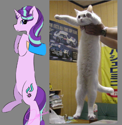 Size: 422x432 | Tagged: safe, artist:jaezmien, artist:vinylmelody, starlight glimmer, cat, pony, unicorn, cute, glimmerbetes, irl, long glimmer, long pony, longcat, meme, photo, solo