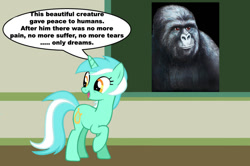 Size: 887x588 | Tagged: safe, lyra heartstrings, gorilla, pony, chalkboard, gorilla munch, grammar error, human studies101 with lyra, jimmies, meme, rustled my jimmies