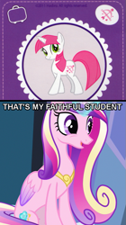 Size: 477x851 | Tagged: safe, lovestruck, princess cadance, alicorn, pony, headcanon, image macro, that's my x