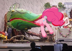 Size: 360x257 | Tagged: safe, pinkie pie, earth pony, pony, audrey 2, carnivorous plant, female, fetish, head first, little shop of horrors, mare, photo, pinkie prey, vore