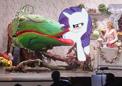 Size: 360x257 | Tagged: safe, rarity, pony, unicorn, audrey 2, blushing, butt first, carnivorous plant, female, fetish, little shop of horrors, mare, photo, vore