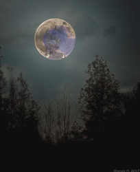 Size: 500x613 | Tagged: safe, artist:photomix3r, princess luna, dark, irl, mare in the moon, moon, photo, ponies in real life, solo, tree, vector, wink