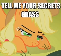 Size: 486x448 | Tagged: safe, applejack, earth pony, pony, female, grass, image macro, lidded eyes, mare, meme, solo, tell me your secrets