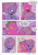 Size: 2894x4093 | Tagged: safe, artist:raph13th, derpibooru import, spike, trixie, dragon, pony, unicorn, comic:glim glam and pals, bathing, bathroom, bathtub, blushing, comic, hug, implied shipping, implied spixie, implied straight, shampoo