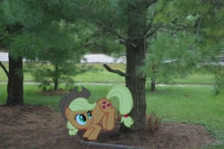 Size: 2464x1632 | Tagged: safe, applejack, pony, applebucking, bucking, irl, photo, ponies in real life, solo, vector