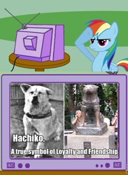 Size: 563x771 | Tagged: safe, rainbow dash, dog, human, exploitable meme, hachiko, loyalty, meme, obligatory pony, rainbow dash salutes, salute, tv meme