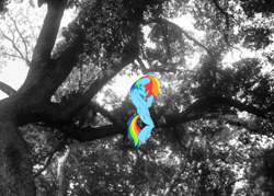 Size: 900x643 | Tagged: safe, artist:aecron1, rainbow dash, fanfic:my little dashie, irl, photo, ponies in real life, sad, tree