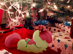 Size: 2592x1936 | Tagged: safe, artist:dtcx97, apple bloom, earth pony, pony, bow, christmas, female, filly, irl, photo, ponies in real life, ribbon, sleeping, solo, solo female