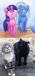 Size: 2035x4376 | Tagged: safe, artist:aemantaslim, derpibooru import, trixie, twilight sparkle, twilight sparkle (alicorn), alicorn, cat, pony, unicorn, :p, behaving like a cat, comparison, cute, diatrixes, duo, female, frown, glare, grumpy, irl, looking up, mare, photo, ponified animal photo, silly, tongue out