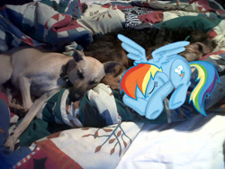 Size: 900x675 | Tagged: safe, artist:skunkwaffle, rainbow dash, dog, pony, cute, irl, photo, ponies in real life, sleeping