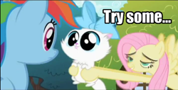 Size: 720x365 | Tagged: safe, edit, edited screencap, screencap, fluttershy, rainbow dash, cat, pegasus, pony, may the best pet win, female, flutterhigh, high, image macro, impact font, kitten huffing, mare, mitsy, puddy tat, tongue out