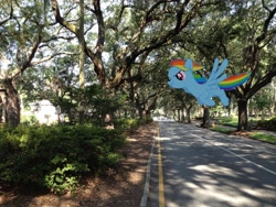 Size: 3264x2448 | Tagged: safe, artist:serindo, rainbow dash, pony, high res, irl, photo, ponies in real life, street, tree
