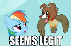 Size: 500x322 | Tagged: safe, owlowiscious, rainbow dash, winona, pegasus, pony, allpet, collar, dog collar, flying, freak of nature, image macro, pets, seems legit, tongue out