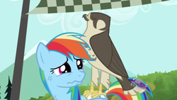 Size: 640x360 | Tagged: safe, screencap, rainbow dash, pegasus, pony, may the best pet win, falcon, peregrine falcon