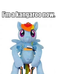 Size: 390x494 | Tagged: safe, rainbow dash, kangaroo, pegasus, pony, backpack, photo, welovefine